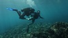 <center>Plongée : Les marmailles de 1000 Sourires <br>à la découverte de la biodiversité marine