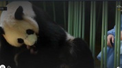 Réunion la 1ère-lundi 2 août 2021-naissance BB Panda Zoo Beauval.mp4