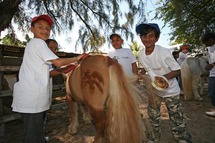 Cheval, Mon Ami … Cheval, Mon Ami …