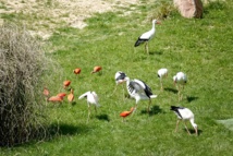 <center>"S'envoler vers le Rêve ..."  <br> Jour 11 : Les marmailles de 1000 Sourires passent un journée de Rêve <br> en compagnie des animaux du Zoo de Beauval