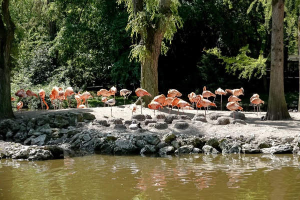<center>"S'envoler vers le Rêve ..."  <br> Jour 11 : Les marmailles de 1000 Sourires passent un journée de Rêve <br> en compagnie des animaux du Zoo de Beauval