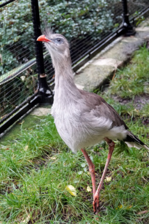 <center>"Un Incroyable Noël...." <br>Jour  3 :  A la découverte de la Ménagerie <br> du Jardin des plantes ...