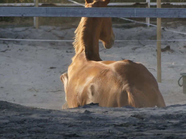 <center>Une journée à cheval <br>pour les marmailles de 1000 Sourires