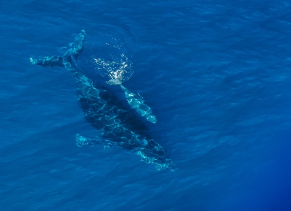 <center>Les marmailles s’envolent en parapente <br>et découvrent des baleines vue du ciel ....