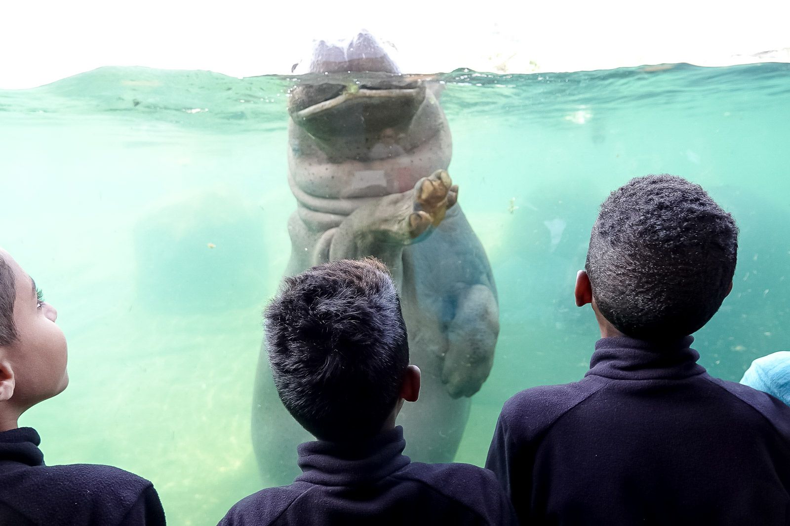 <center>"S'envoler vers le Rêve ..."  <br> Jour 11 : Les marmailles de 1000 Sourires passent un journée de Rêve <br> en compagnie des animaux du Zoo de Beauval