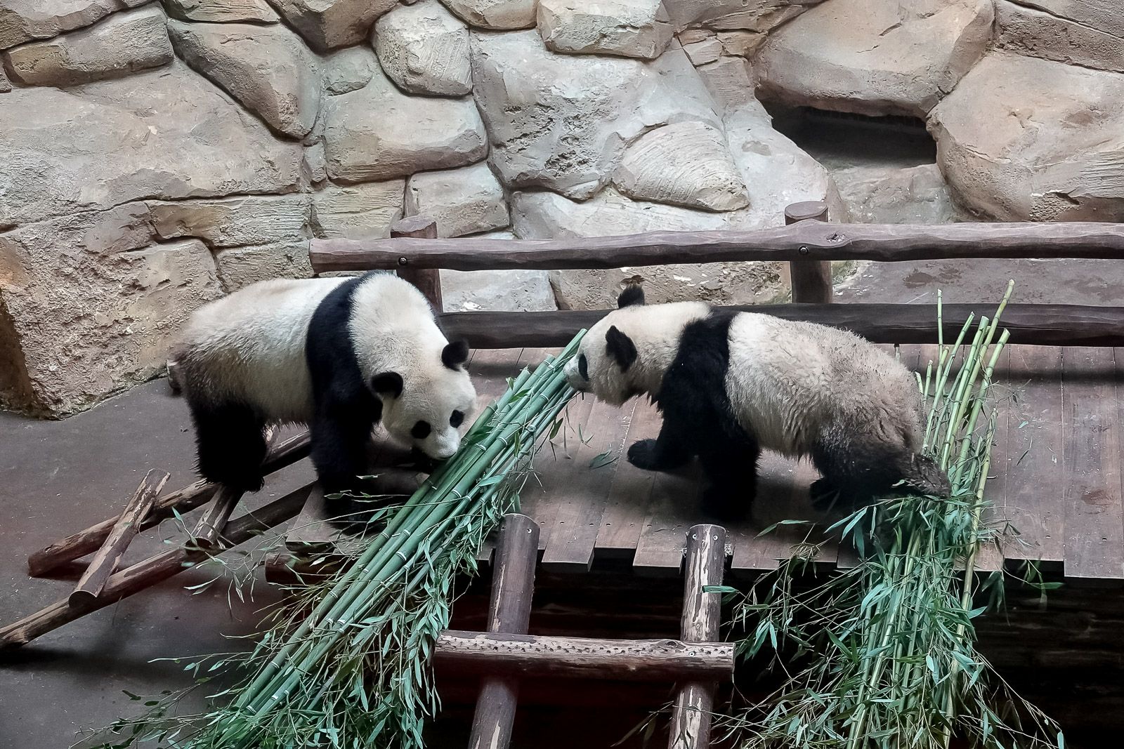 <center>"S'envoler vers le Rêve ..."  <br> Jour 11 : Les marmailles de 1000 Sourires passent un journée de Rêve <br> en compagnie des animaux du Zoo de Beauval