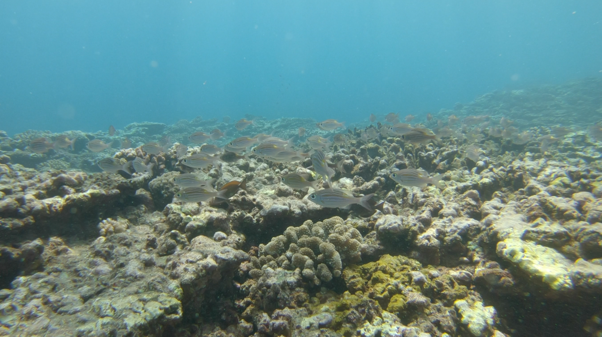 <center>Les marmailles de 1000 Sourires <br>découvrent  les merveilles <BR>de la plongée sous-marine