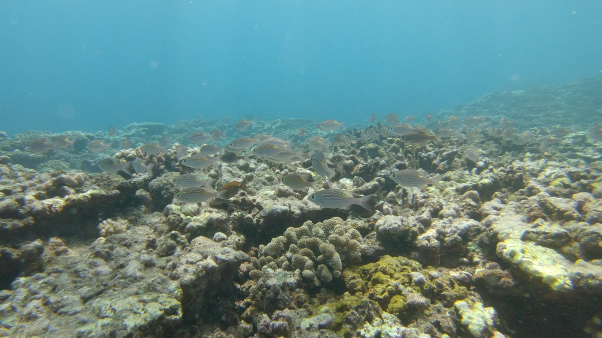 <center>Les marmailles de 1000 Sourires <br>découvrent  les merveilles <BR>de la plongée sous-marine <center>Les marmailles de 1000 Sourires <br>découvrent  les merveilles <BR>de la plongée sous-marine