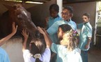 Découverte du cheval pour les marmailles de la SHLMR